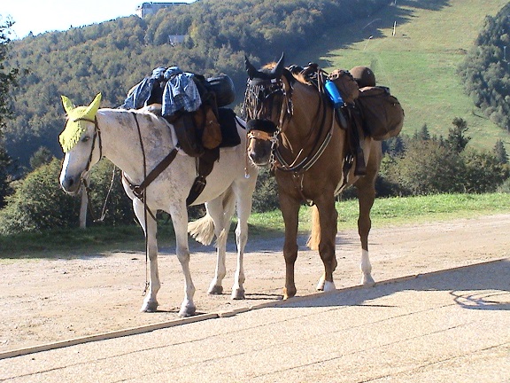 Mildenberger-Pferde-Trekking