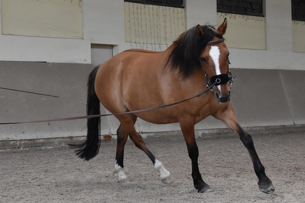 Dornröschen, *09.03.2012, Stute, Braunfalbe, 149 cm <br/>Rheinisches Reitpony<br/>