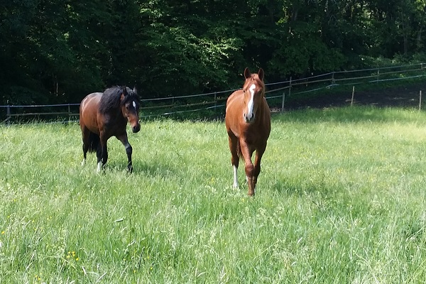 Secret Service, *17.04.2018, Hengst, Fuchs, 153 cm <br/>Zangersheide<br/>